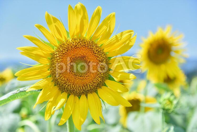 ひまわり畑と青空　初夏のさわやかな暑さ 向日葵,夏,花の写真素材