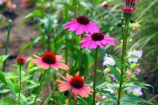 エキナセア エキナセア,花,植物の写真素材