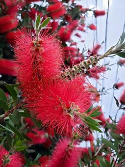 タワシみたいな花 タワシみたいな花 ブラシノキ,花,植物の写真素材