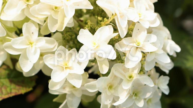 咲き始めのシロバナアジサイ	ズームアップ 花,紫,自然の写真素材