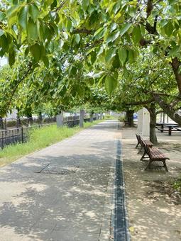 緑のある散歩道 緑のある散歩道の写真
