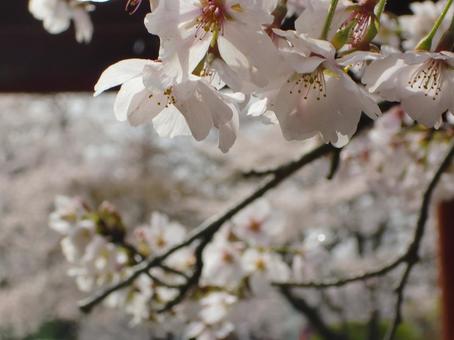 Cherry blossom blur background-12, JPG