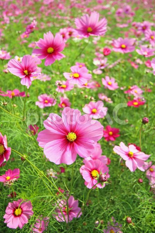 満開のコスモス　ピンクの花　 コスモス,秋桜,ピンクの花の写真素材