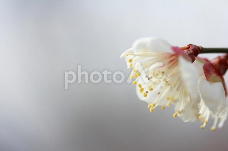 咲き始めの白梅の花 花,白い,植物の写真素材