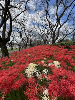 彼岸花 彼岸花 彼岸花,秋,色鮮やかの写真素材
