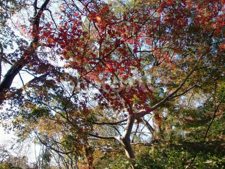 色とりどりのモミジ 色とりどりのモミジ,１１月中旬のモミジ,モミジの写真素材