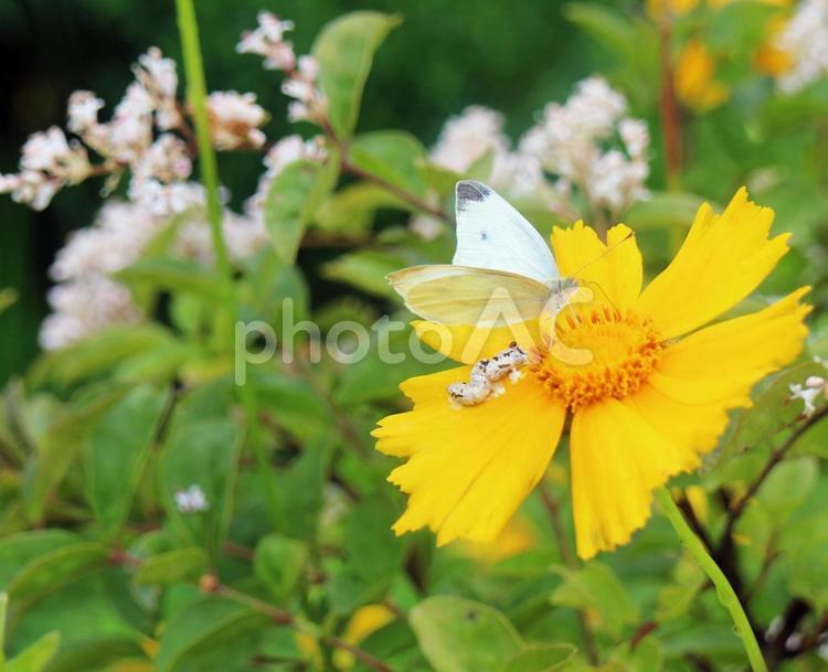 モンシロチョウと春の花～世界遺産、西逓 春の花,黄色の花,中国世界遺産の写真素材