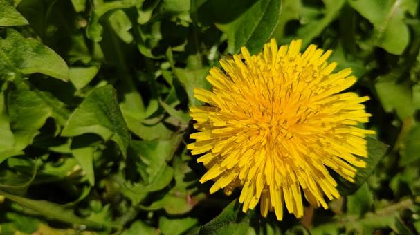 Photo, dandelion, yellow flowers, spring, 