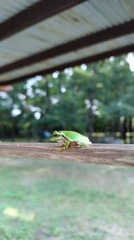 カエル カエルの写真
