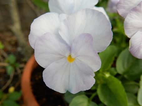 【花の写真】ピオラ ビオラ,三色菫,植物の写真素材