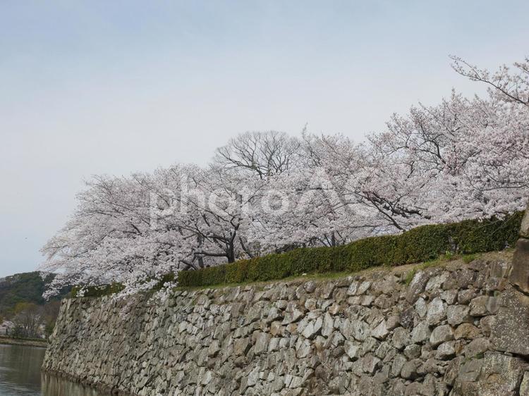 お堀　桜 景色,風景,姫路城の写真素材