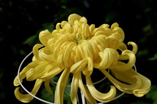 鎌倉, 大船フラワーセンターの菊の花 菊,大船フラワーセンター,鎌倉の写真素材