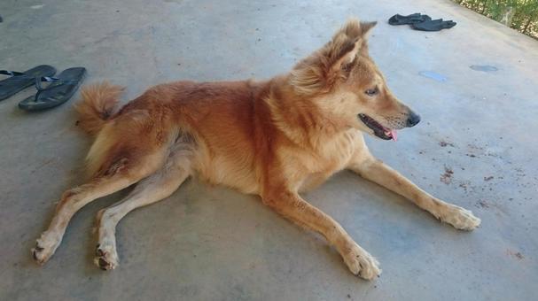 スリランカ犬 スリランカ犬 いぬ,犬,イヌの写真素材