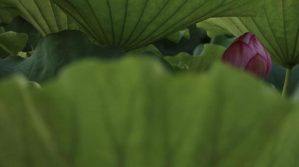 蓮 [無加工]版 縦横16:9 ピンク,無修正,無加工の写真素材