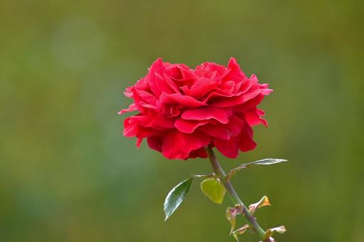 バラ園に咲く美しい秋バラ バラ園に咲く美しい秋バラ 薔薇の花,バラ,花の写真素材