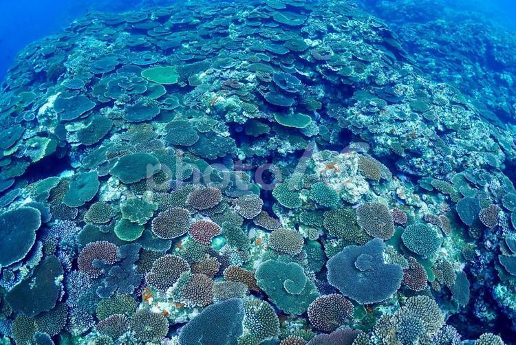 沖縄・石垣島　色とりどりのテーブル珊瑚礁 スキューバダイビング,沖縄の海,ダイビングの写真素材