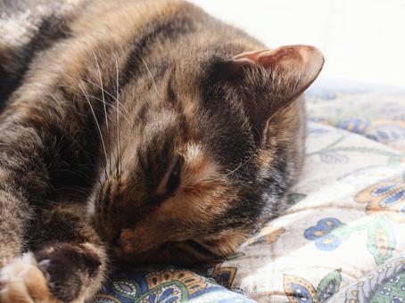 まどろむ猫 猫,キジトラ,ふわふわの写真素材