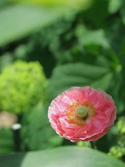 ピンクのポピー ピンクのポピーの写真