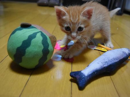 オモチャで遊ぶ子猫 オモチャで遊ぶ子猫の写真