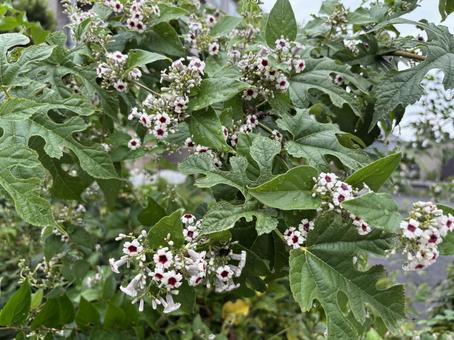 ヘクソカズラの花。 ヘクソカズラの花。 ヘクソカズラ,屁糞葛,灸花の写真素材