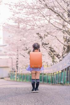 さくらと小学生 桜,入学式,新入生の写真素材