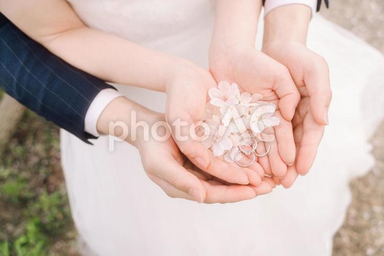 桜の花びらと指輪 桜,指輪,新郎新婦の写真素材