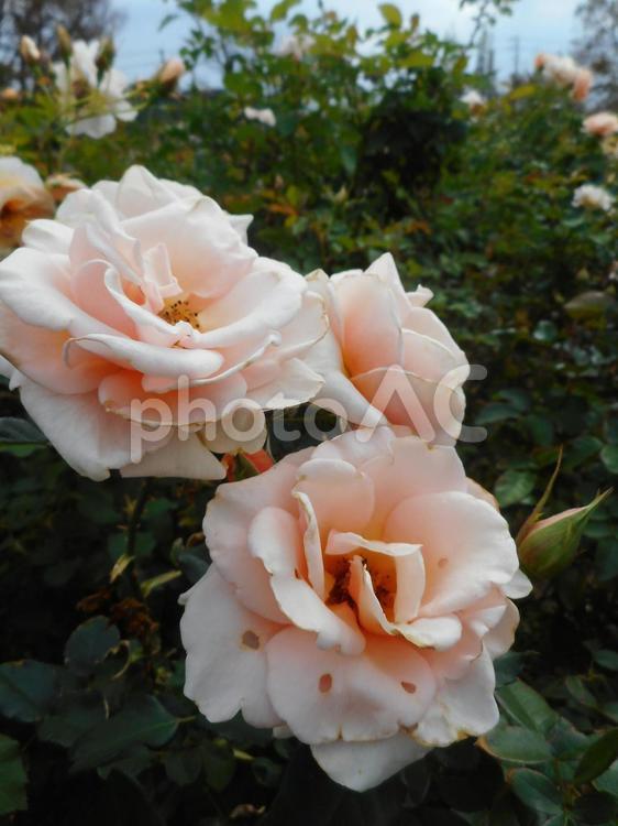 日本生まれの淡いピンクの薔薇、琴音 薔薇,ピンク,綺麗の写真素材