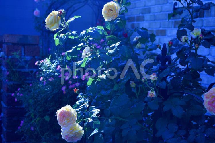 薔薇のある風景 薔薇,花,花弁の写真素材