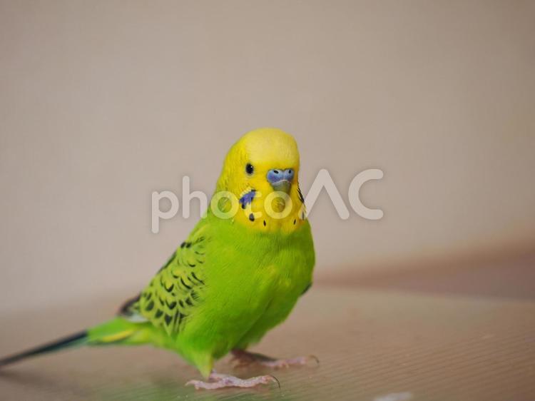 すまし顔のセキセイインコ セキセイインコ,インコ,小鳥の写真素材