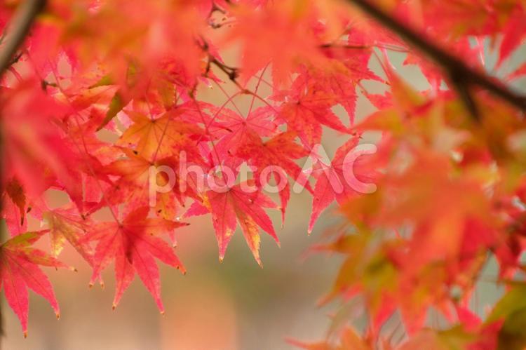 紅葉 No 写真素材なら 写真ac 無料 フリー ダウンロードok