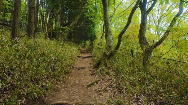 新緑を進むの写真