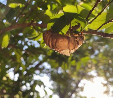 蝉　抜け殻　季節 蝉,抜け殻,季節の写真素材