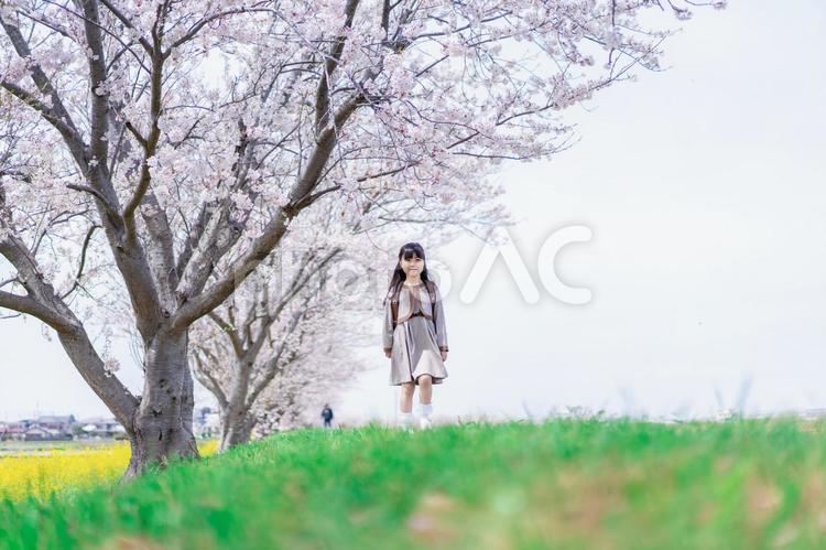 桜並木を歩くランドセルを背負った女の子 外,クラスメート,子どもの写真素材