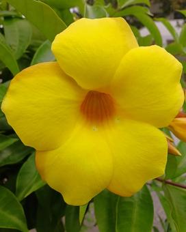 Photo, ariake kazura, allamanda, ariake kuzu, 