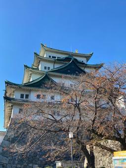 名古屋城 名古屋城 名古屋,お城,歴史の写真素材