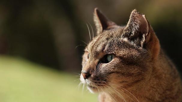 猫の顔クローズアップ 猫の顔クローズアップ 猫,野良猫,キジトラの写真素材