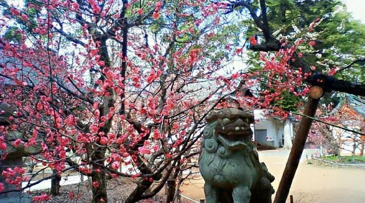 北野天満宮の梅 北野天満宮,梅,梅林の写真素材