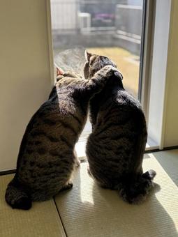 キジトラ兄弟 ねこ,キジトラ,仲良しの写真素材