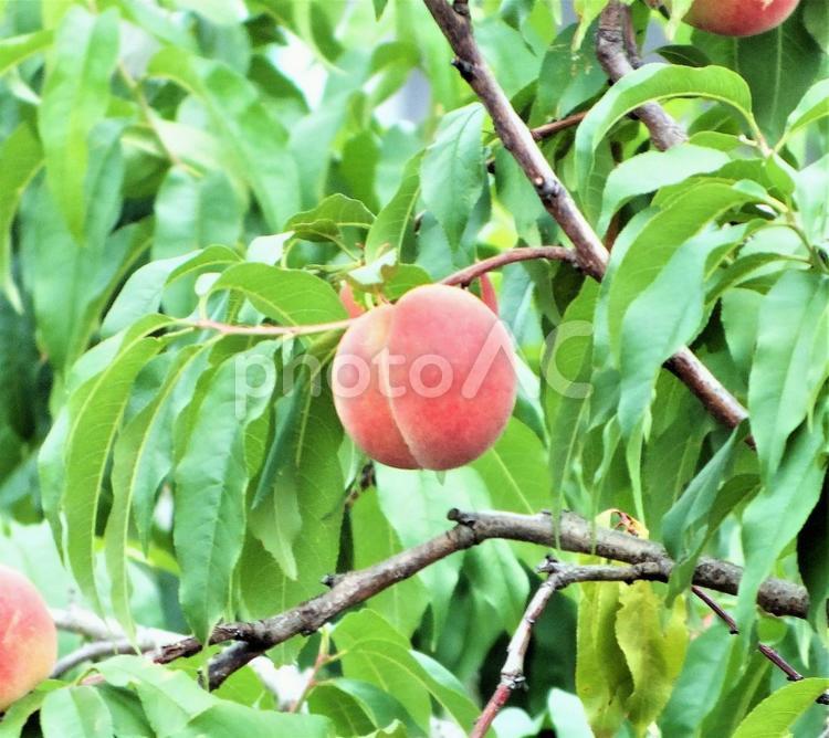 まん丸に実って　おいしそうに色づいた桃 桃,桃の実,果実の写真素材