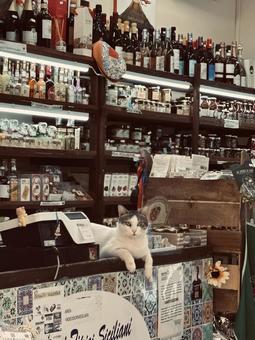 看板猫 看板猫 猫,ショッピング,店員の写真素材