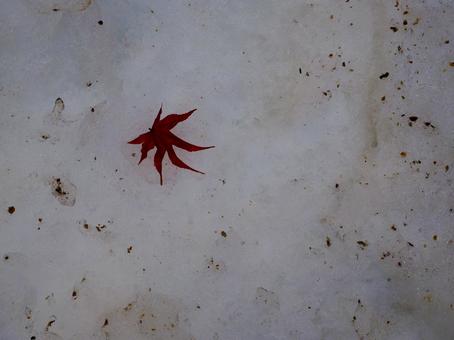 雪の上の赤紅葉 雪の上の赤紅葉の写真