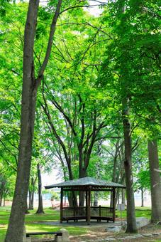 新緑が美しい公園 新緑が美しい公園 新緑が美しい公園,東屋,緑の写真素材