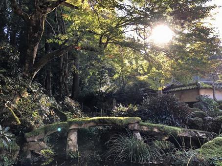 時の流れの中 時の流れの中 木,葉,秋の写真素材