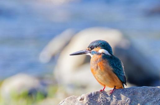 渓流の宝石、カワセミ カワセミ,川蝉,翡翠の写真素材