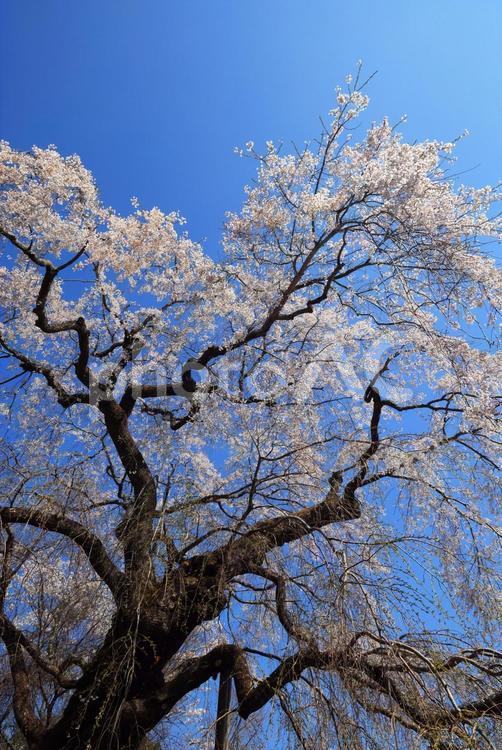 弾正糸桜（しだれ桜） 弾正糸桜,彈正糸桜,だんじょういとざくらの写真素材