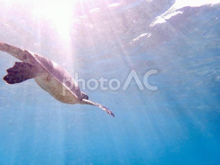 海の中のウミガメさん 海,海の,ウミガメの写真素材
