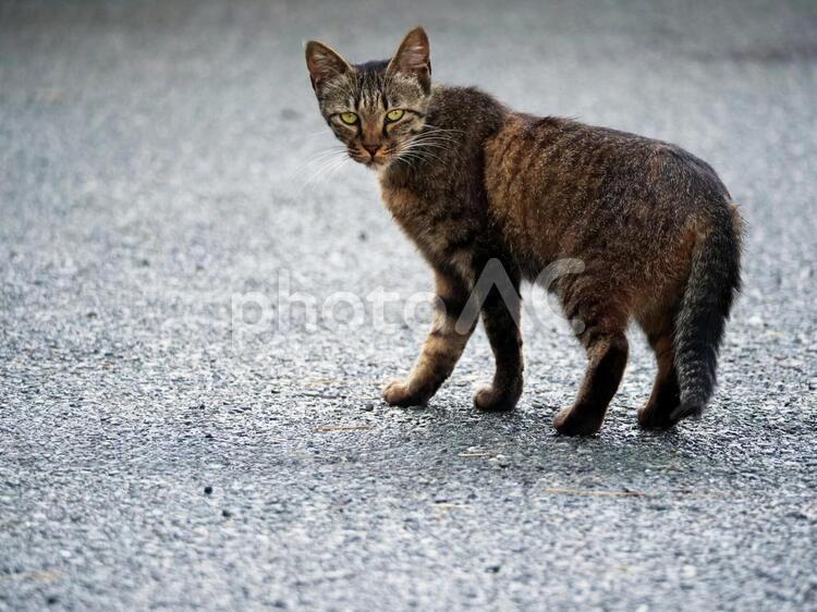 ネコ　野良猫　ねこ　猫 ネコ,ねこ,猫の写真素材