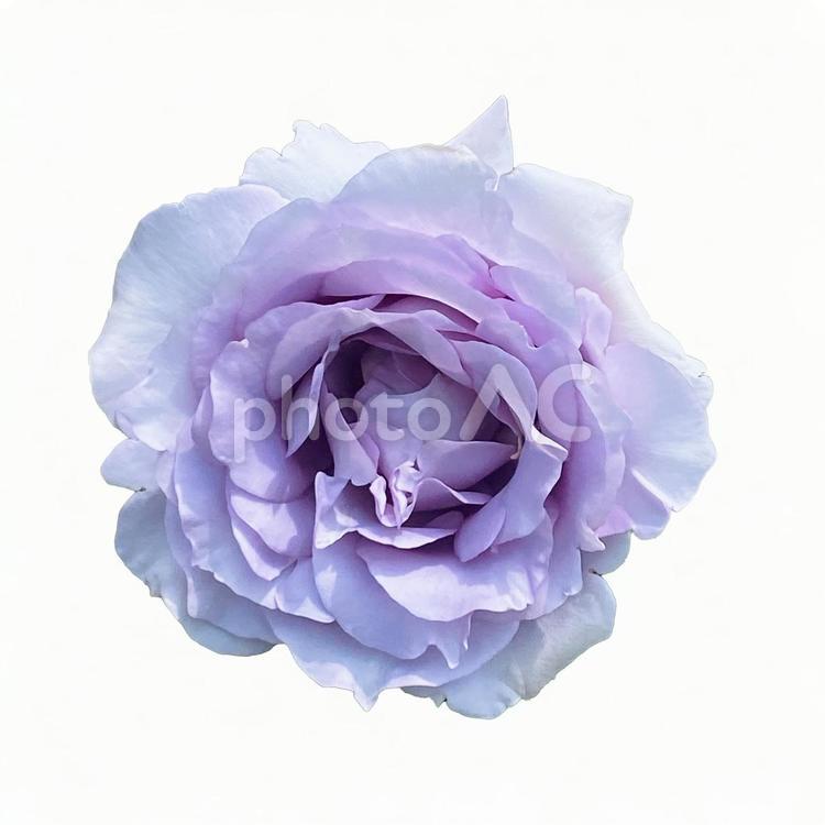 素材画像　紫　薔薇　切り抜き バラ,切り抜き,きれいの写真素材