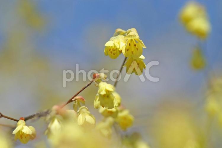 春を告げる黄金の輝きヒュウガミズキ ヒュウガミズキ,春の花,黄色の花の写真素材
