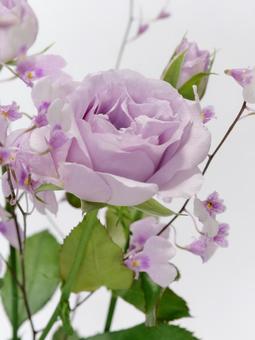 バラとオンシジウム バラとオンシジウム 花,バラ,オンシジウムの写真素材